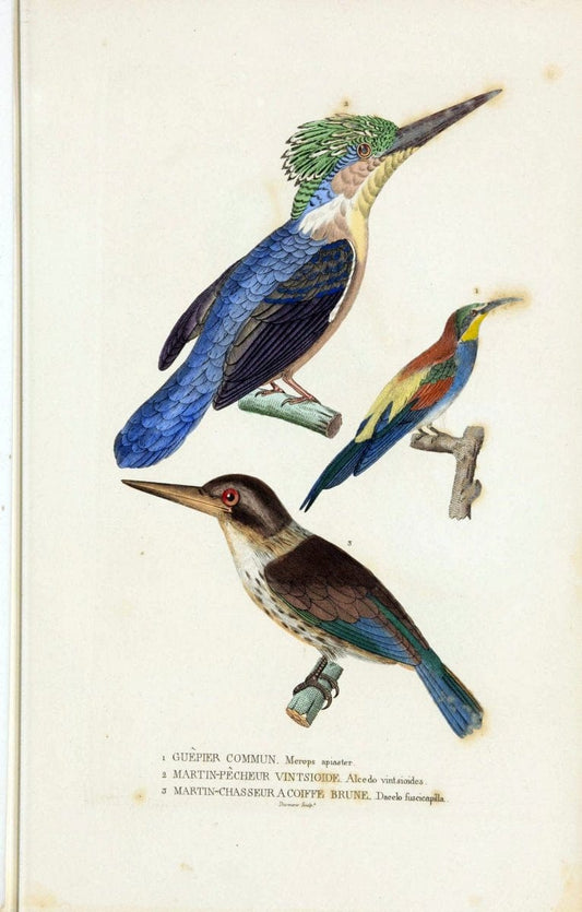 Dictionnaire classique des sciences naturelles :.Brussels :Meline, Cans et Ce.,1853.. |  | Vintage Print Reproduction 469354