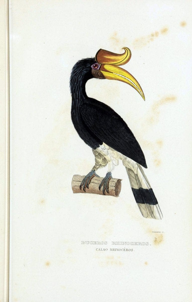 Dictionnaire classique des sciences naturelles :.Brussels :Meline, Cans et Ce.,1853.. |  | Vintage Print Reproduction 469355