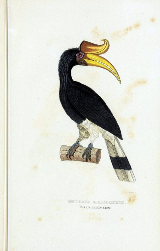 Dictionnaire classique des sciences naturelles :.Brussels :Meline, Cans et Ce.,1853.. |  | Vintage Print Reproduction 469355