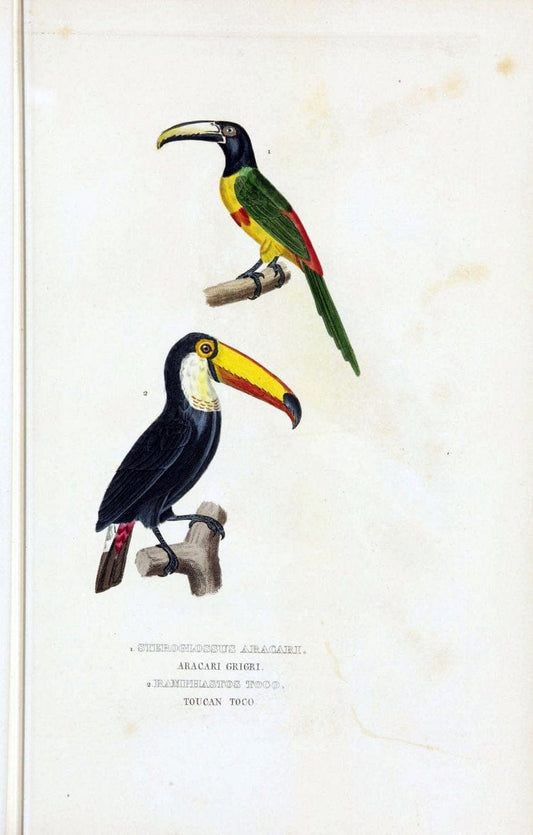 Dictionnaire classique des sciences naturelles :.Brussels :Meline, Cans et Ce.,1853.. |  | Vintage Print Reproduction 469356