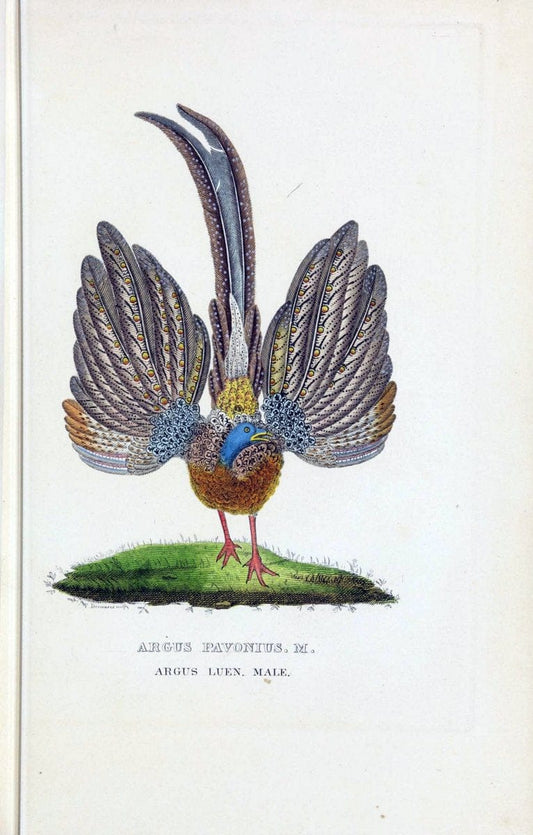 Dictionnaire classique des sciences naturelles :.Brussels :Meline, Cans et Ce.,1853.. |  | Vintage Print Reproduction 469358