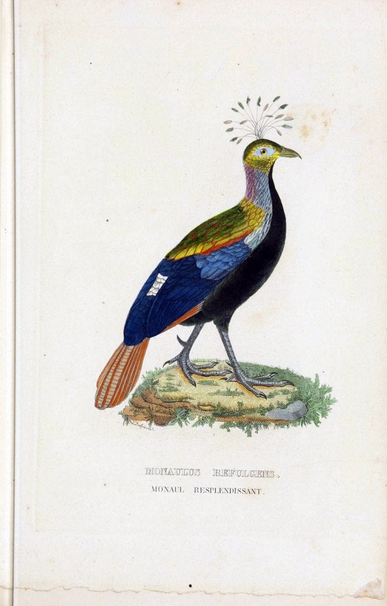 Dictionnaire classique des sciences naturelles :.Brussels :Meline, Cans et Ce.,1853.. |  | Vintage Print Reproduction 469359