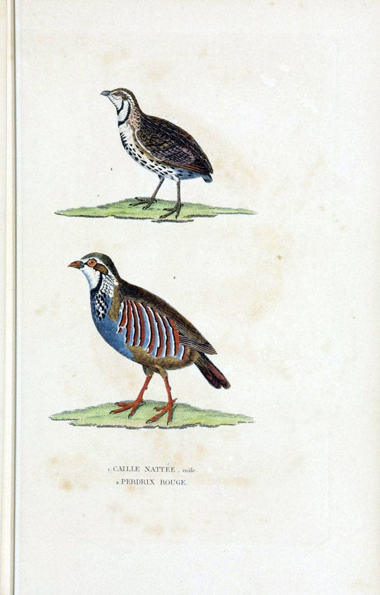 Dictionnaire classique des sciences naturelles :.Brussels :Meline, Cans et Ce.,1853.. |  | Vintage Print Reproduction 469361