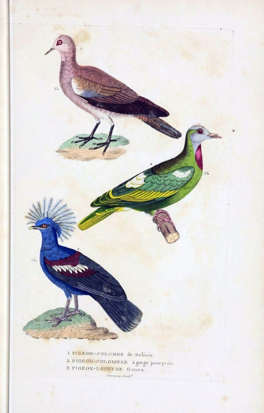 Dictionnaire classique des sciences naturelles :.Brussels :Meline, Cans et Ce.,1853.. |  | Vintage Print Reproduction 469362