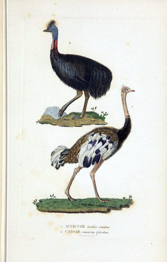 Dictionnaire classique des sciences naturelles :.Brussels :Meline, Cans et Ce.,1853.. |  | Vintage Print Reproduction 469363