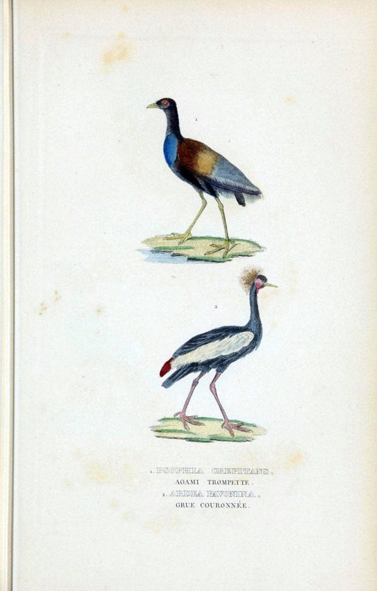 Dictionnaire classique des sciences naturelles :.Brussels :Meline, Cans et Ce.,1853.. |  | Vintage Print Reproduction 469364
