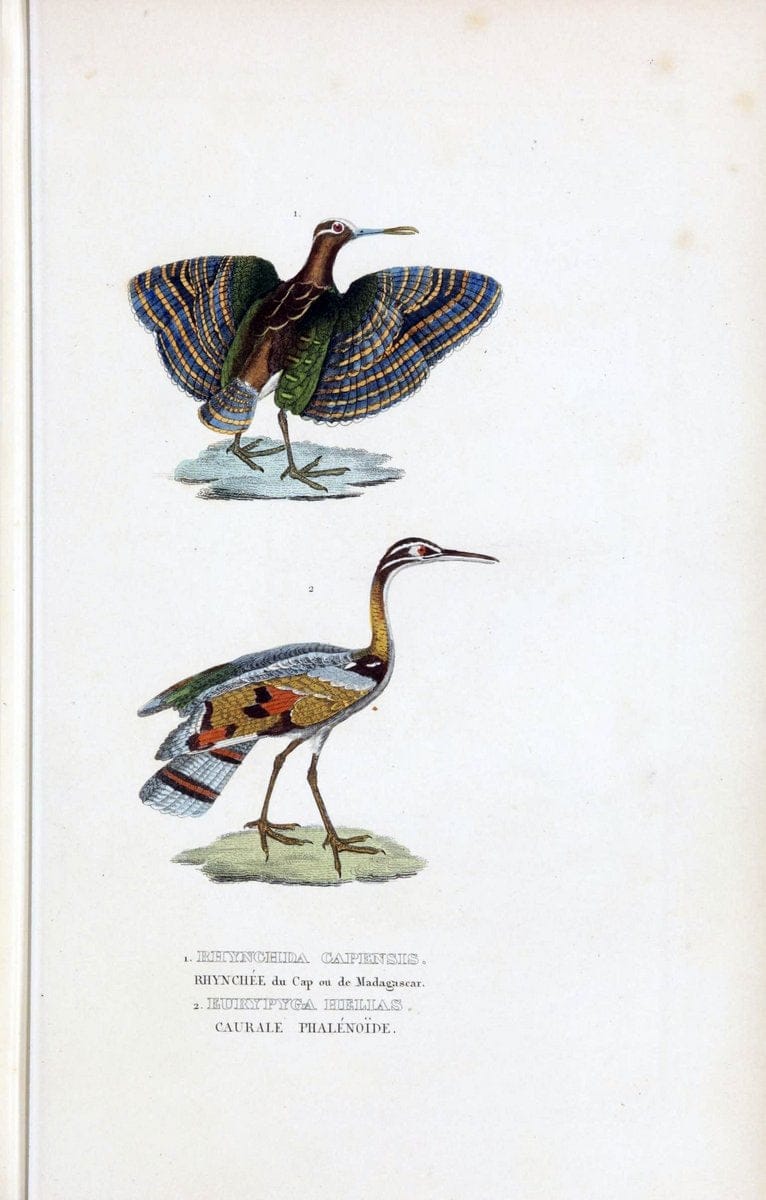 Dictionnaire classique des sciences naturelles :.Brussels :Meline, Cans et Ce.,1853.. |  | Vintage Print Reproduction 469366