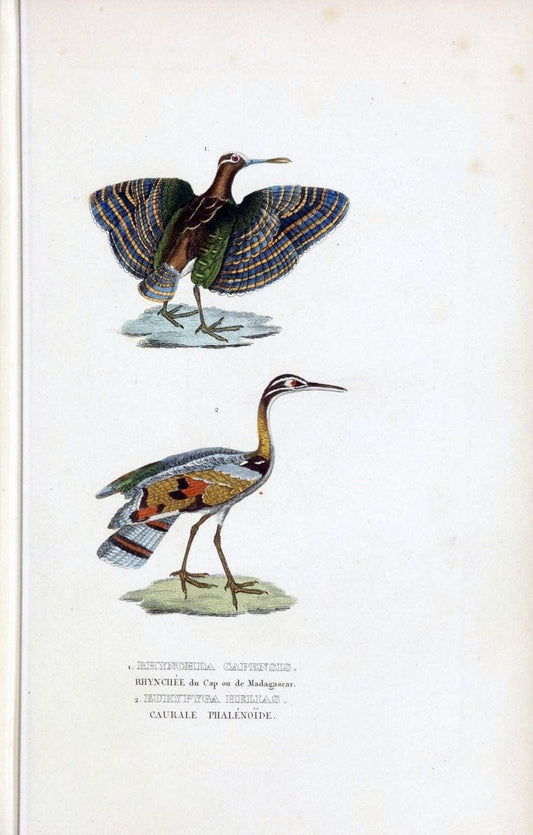Dictionnaire classique des sciences naturelles :.Brussels :Meline, Cans et Ce.,1853.. |  | Vintage Print Reproduction 469366