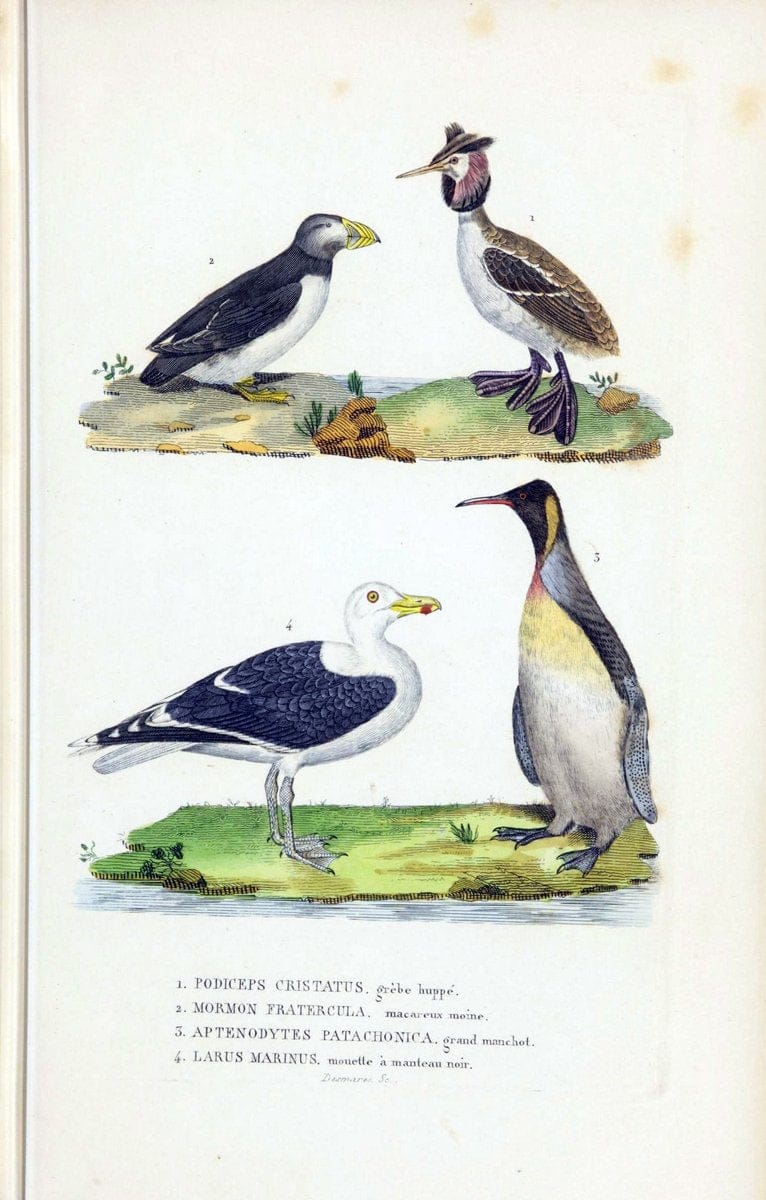 Dragable Image