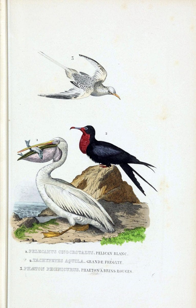 Dictionnaire classique des sciences naturelles :.Brussels :Meline, Cans et Ce.,1853.. |  | Vintage Print Reproduction 469369