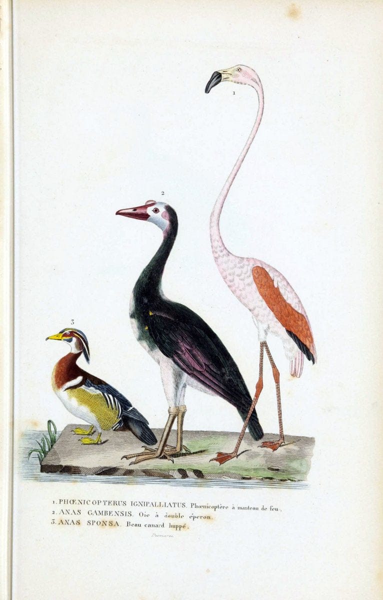 Dragable Image