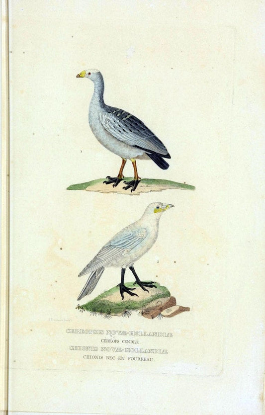 Dictionnaire classique des sciences naturelles :.Brussels :Meline, Cans et Ce.,1853.. |  | Vintage Print Reproduction 469371