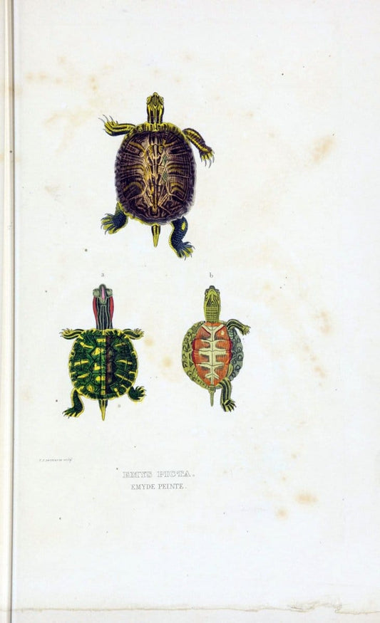 Dictionnaire classique des sciences naturelles :.Brussels :Meline, Cans et Ce.,1853.. |  | Vintage Print Reproduction 469372