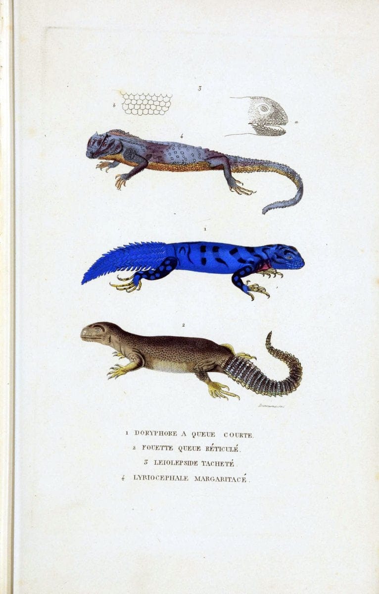 Dictionnaire classique des sciences naturelles :.Brussels :Meline, Cans et Ce.,1853.. |  | Vintage Print Reproduction 469374