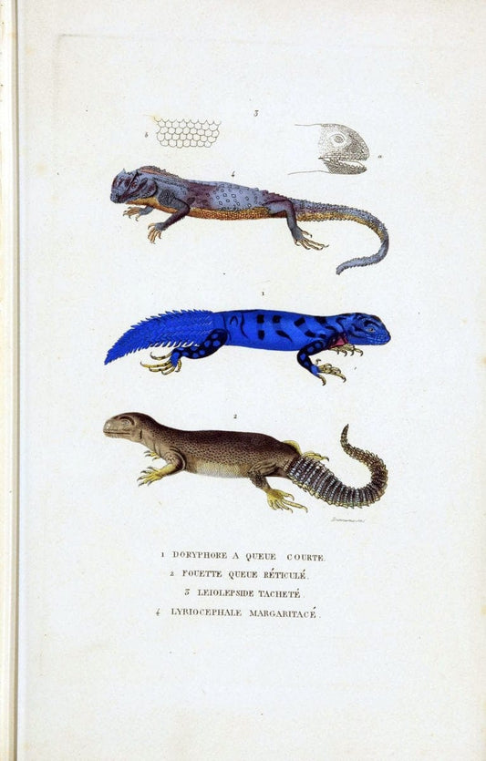 Dictionnaire classique des sciences naturelles :.Brussels :Meline, Cans et Ce.,1853.. |  | Vintage Print Reproduction 469374