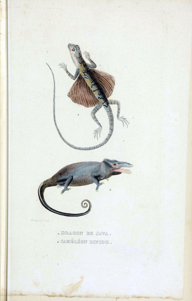 Dictionnaire classique des sciences naturelles :.Brussels :Meline, Cans et Ce.,1853.. |  | Vintage Print Reproduction 469375