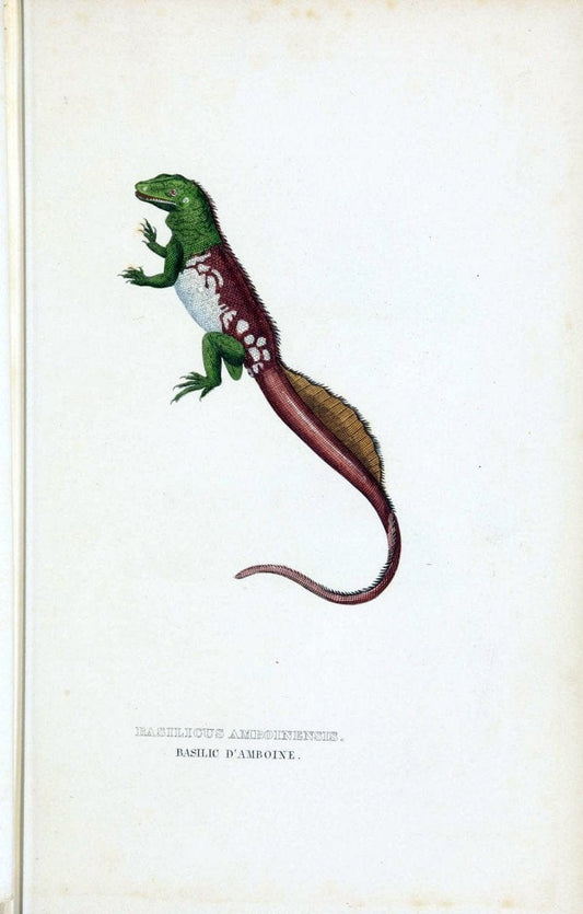 Dictionnaire classique des sciences naturelles :.Brussels :Meline, Cans et Ce.,1853.. |  | Vintage Print Reproduction 469376