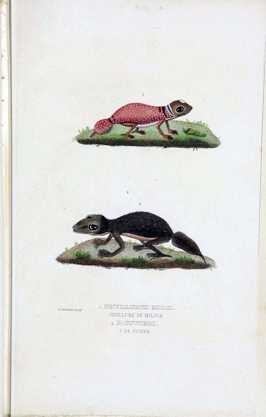 Dictionnaire classique des sciences naturelles :.Brussels :Meline, Cans et Ce.,1853.. |  | Vintage Print Reproduction 469377