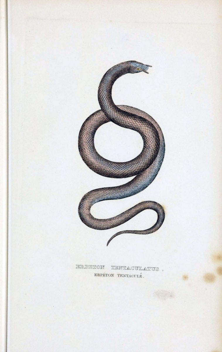 Dictionnaire classique des sciences naturelles :.Brussels :Meline, Cans et Ce.,1853.. |  | Vintage Print Reproduction 469379