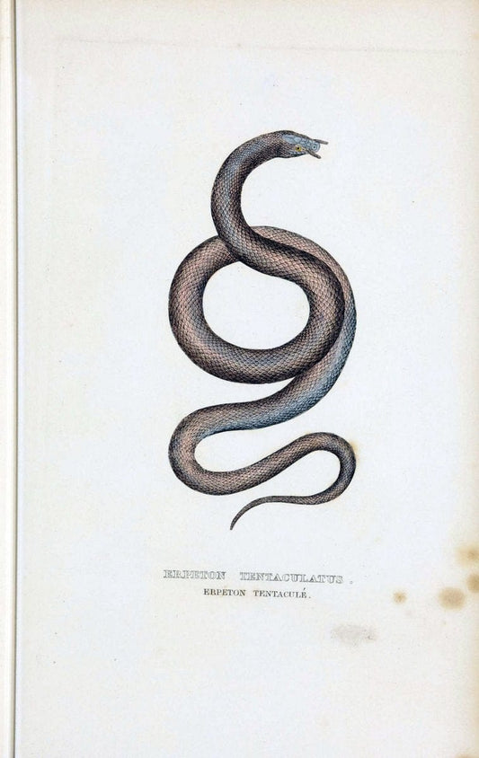Dictionnaire classique des sciences naturelles :.Brussels :Meline, Cans et Ce.,1853.. |  | Vintage Print Reproduction 469379