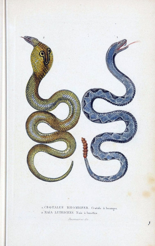 Dictionnaire classique des sciences naturelles :.Brussels :Meline, Cans et Ce.,1853.. |  | Vintage Print Reproduction 469380