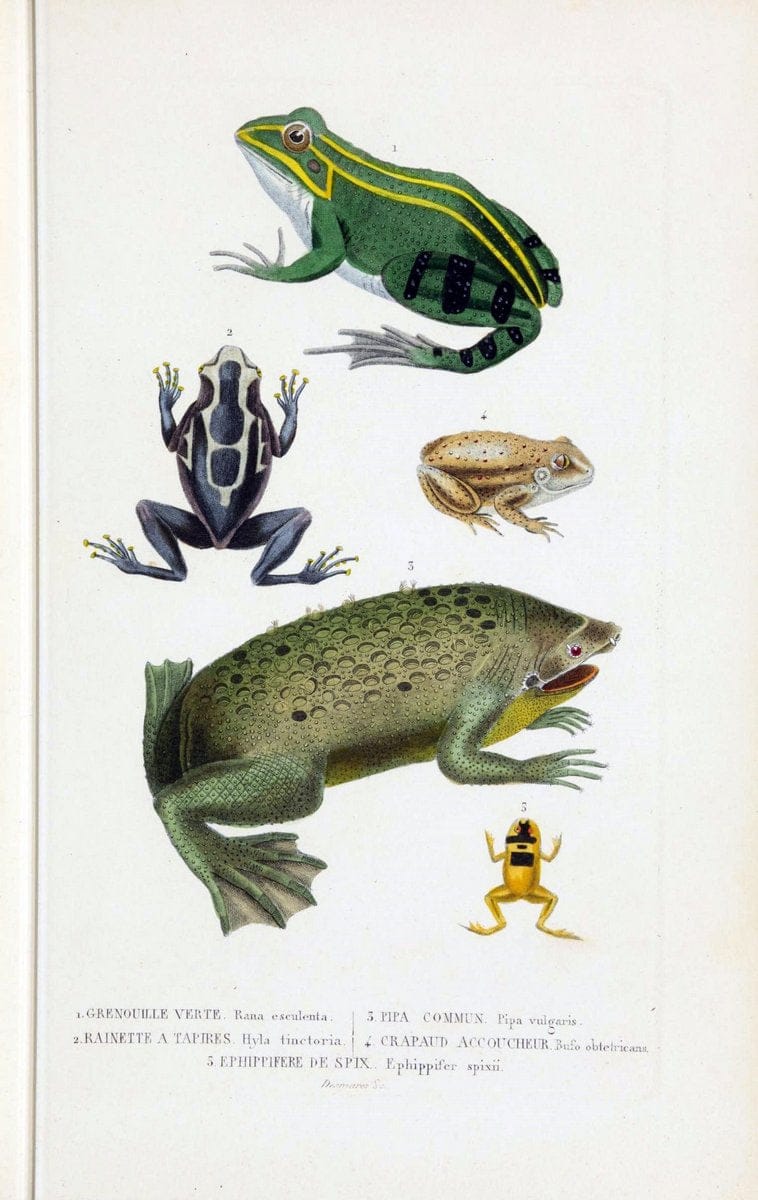 Dictionnaire classique des sciences naturelles :.Brussels :Meline, Cans et Ce.,1853.. |  | Vintage Print Reproduction 469381