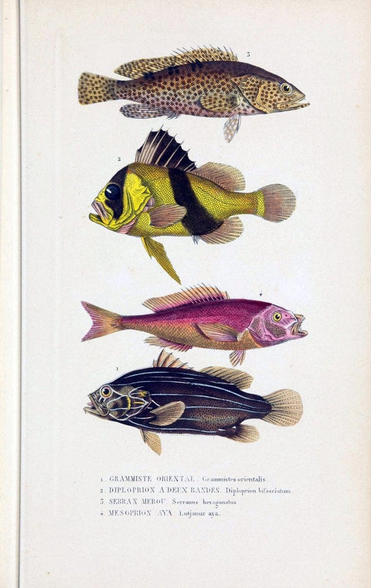 Dictionnaire classique des sciences naturelles :.Brussels :Meline, Cans et Ce.,1853.. |  | Vintage Print Reproduction 469382