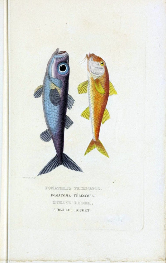 Dictionnaire classique des sciences naturelles :.Brussels :Meline, Cans et Ce.,1853.. |  | Vintage Print Reproduction 469383