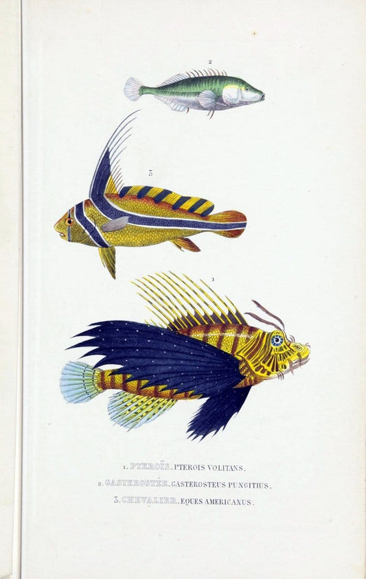 Dictionnaire classique des sciences naturelles :.Brussels :Meline, Cans et Ce.,1853.. |  | Vintage Print Reproduction 469384