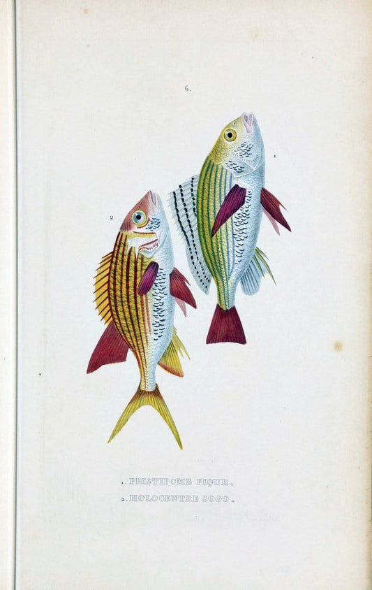 Dictionnaire classique des sciences naturelles :.Brussels :Meline, Cans et Ce.,1853.. |  | Vintage Print Reproduction 469385