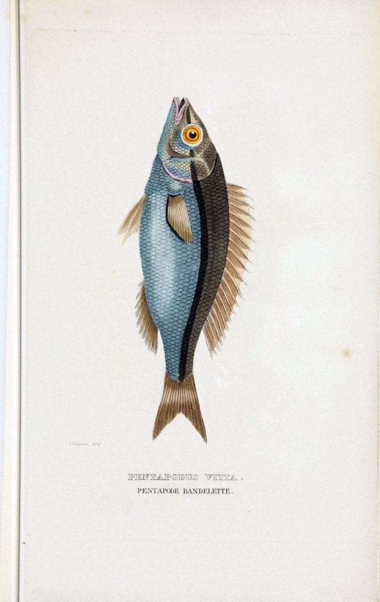 Dictionnaire classique des sciences naturelles :.Brussels :Meline, Cans et Ce.,1853.. |  | Vintage Print Reproduction 469386