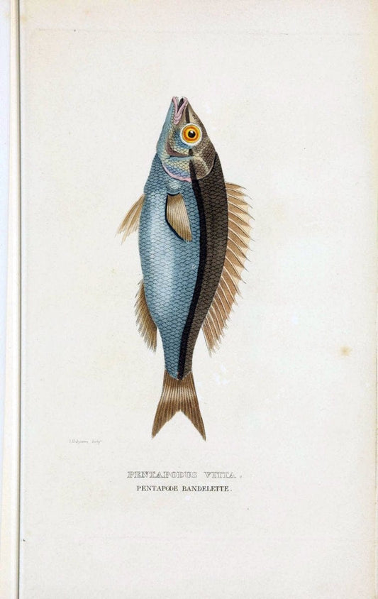 Dictionnaire classique des sciences naturelles :.Brussels :Meline, Cans et Ce.,1853.. |  | Vintage Print Reproduction 469386