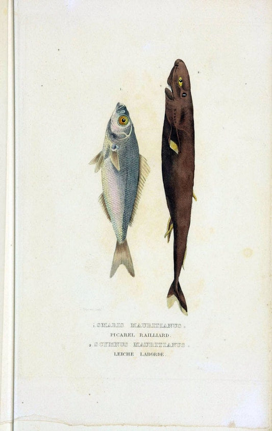 Dictionnaire classique des sciences naturelles :.Brussels :Meline, Cans et Ce.,1853.. |  | Vintage Print Reproduction 469387