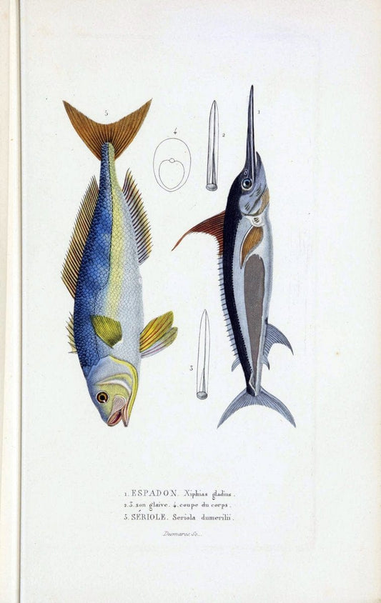 Dictionnaire classique des sciences naturelles :.Brussels :Meline, Cans et Ce.,1853.. |  | Vintage Print Reproduction 469388