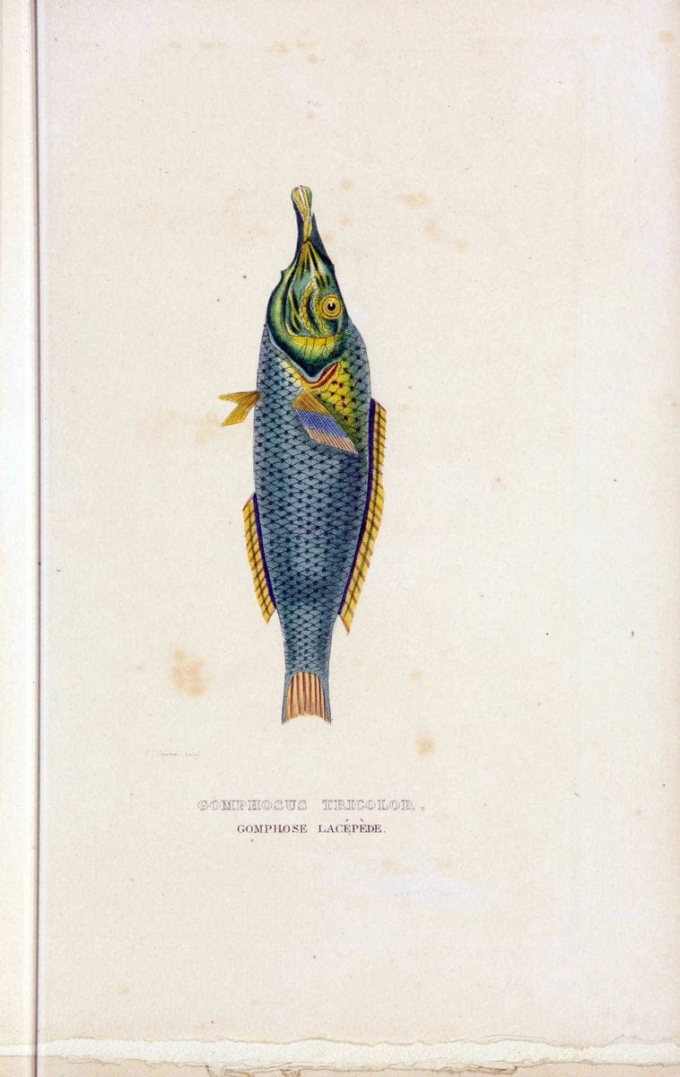 Dictionnaire classique des sciences naturelles :.Brussels :Meline, Cans et Ce.,1853.. |  | Vintage Print Reproduction 469390