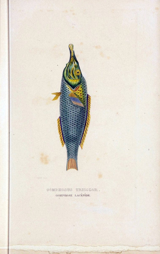 Dictionnaire classique des sciences naturelles :.Brussels :Meline, Cans et Ce.,1853.. |  | Vintage Print Reproduction 469390