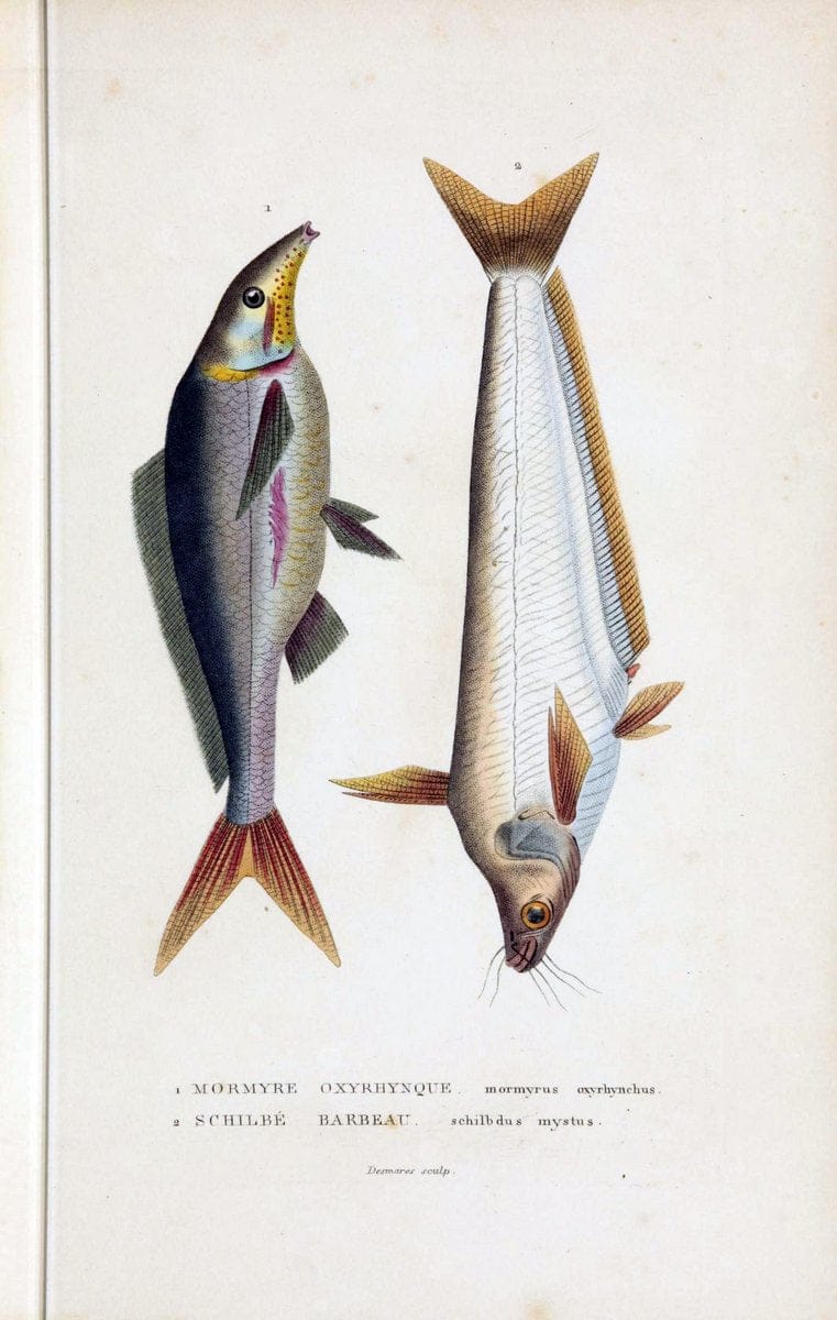 Dictionnaire classique des sciences naturelles :.Brussels :Meline, Cans et Ce.,1853.. |  | Vintage Print Reproduction 469392
