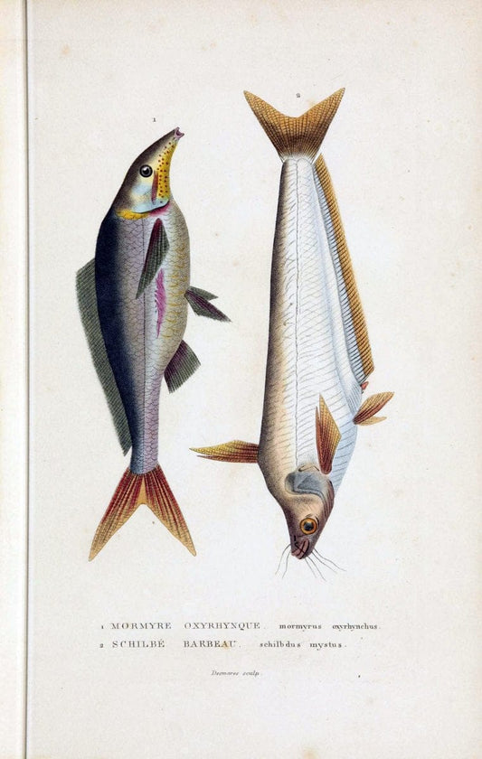 Dictionnaire classique des sciences naturelles :.Brussels :Meline, Cans et Ce.,1853.. |  | Vintage Print Reproduction 469392