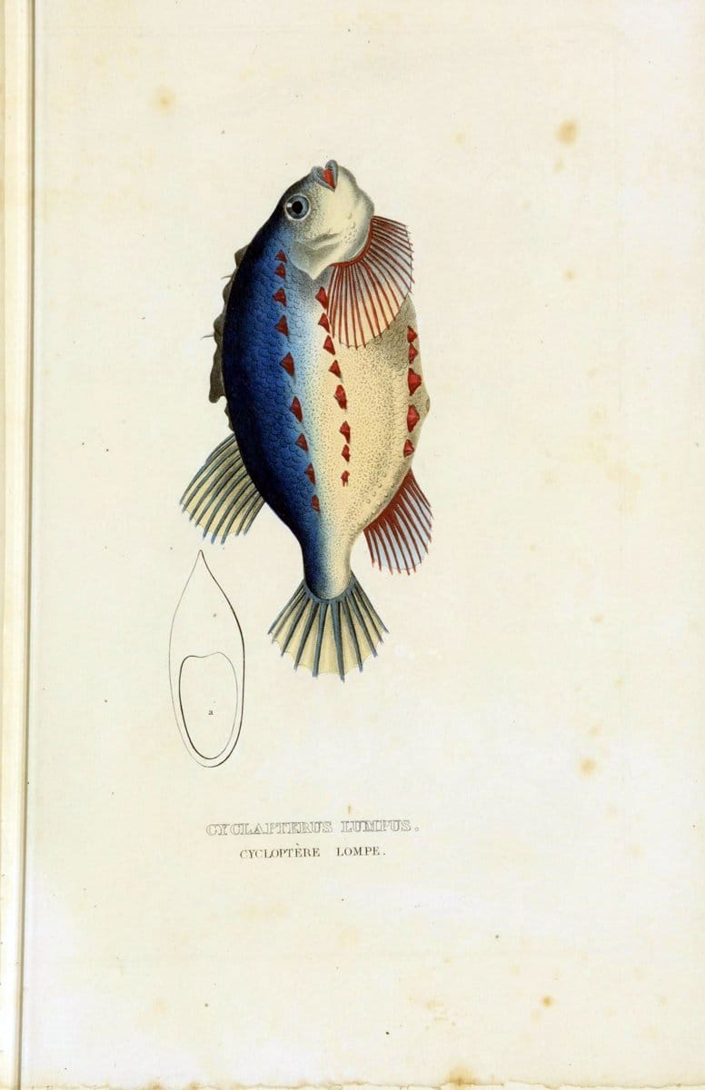 Dictionnaire classique des sciences naturelles :.Brussels :Meline, Cans et Ce.,1853.. |  | Vintage Print Reproduction 469394