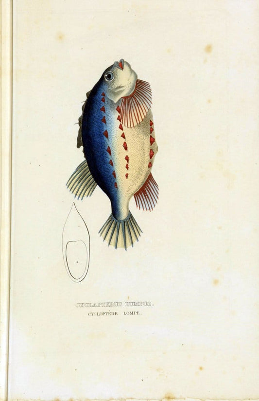 Dictionnaire classique des sciences naturelles :.Brussels :Meline, Cans et Ce.,1853.. |  | Vintage Print Reproduction 469394