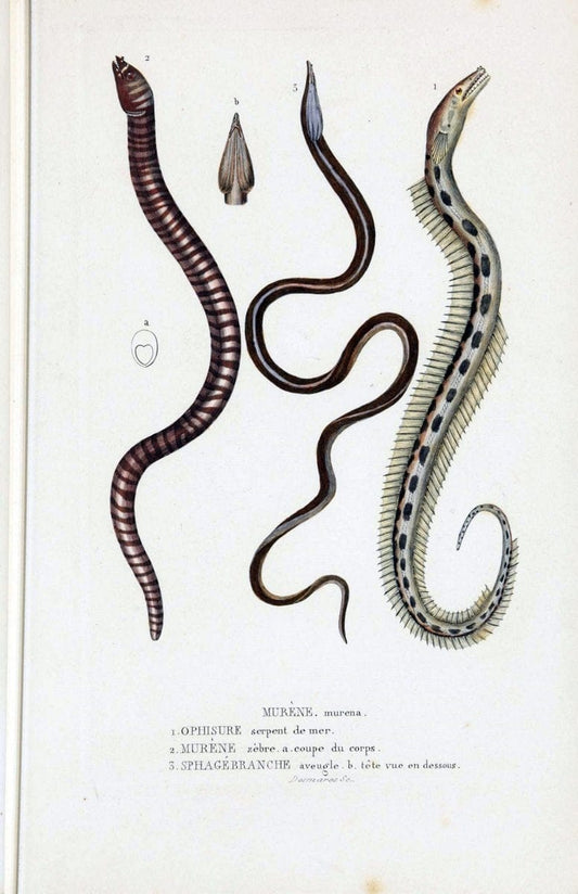Dictionnaire classique des sciences naturelles :.Brussels :Meline, Cans et Ce.,1853.. |  | Vintage Print Reproduction 469395