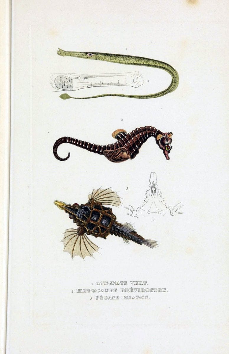 Dictionnaire classique des sciences naturelles :.Brussels :Meline, Cans et Ce.,1853.. |  | Vintage Print Reproduction 469396