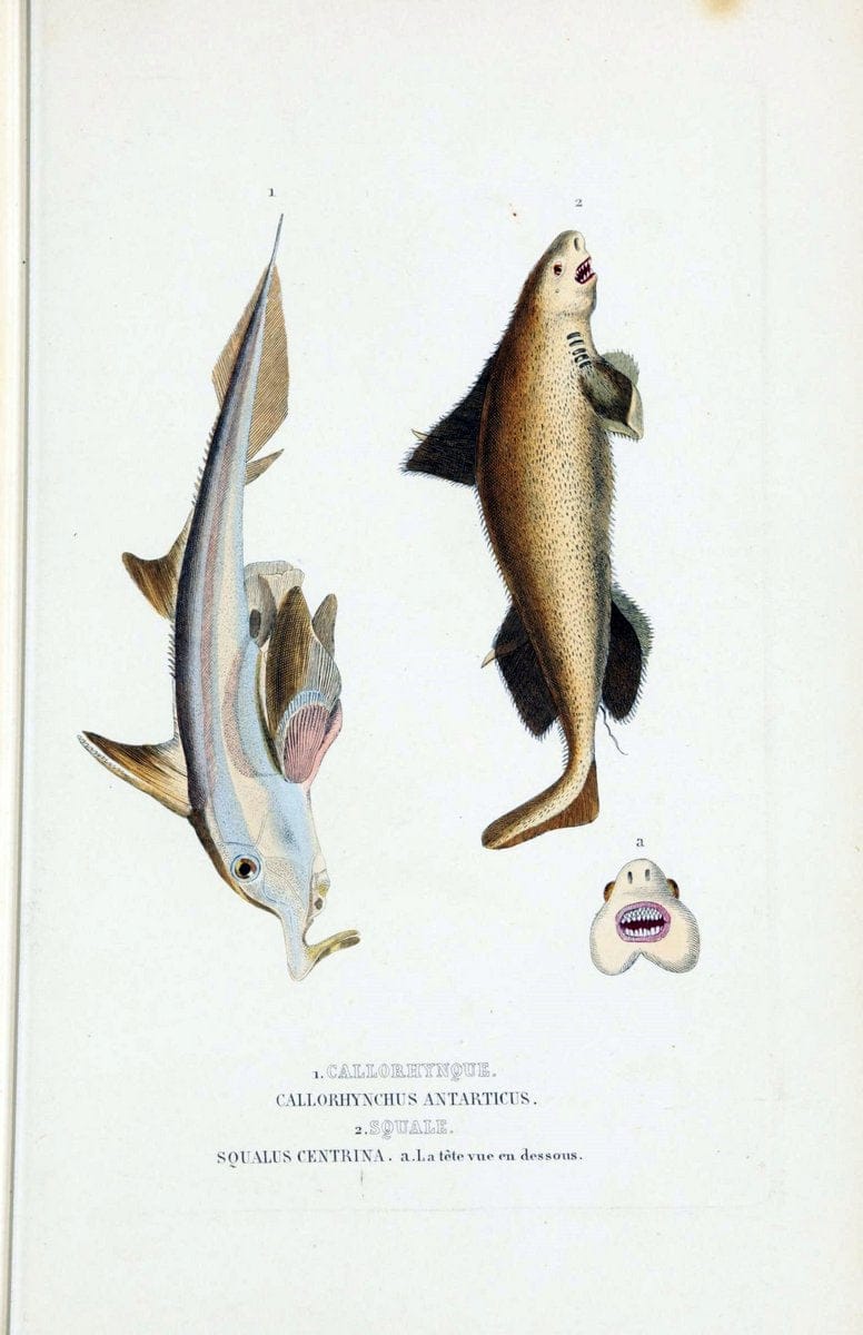 Dictionnaire classique des sciences naturelles :.Brussels :Meline, Cans et Ce.,1853.. |  | Vintage Print Reproduction 469397