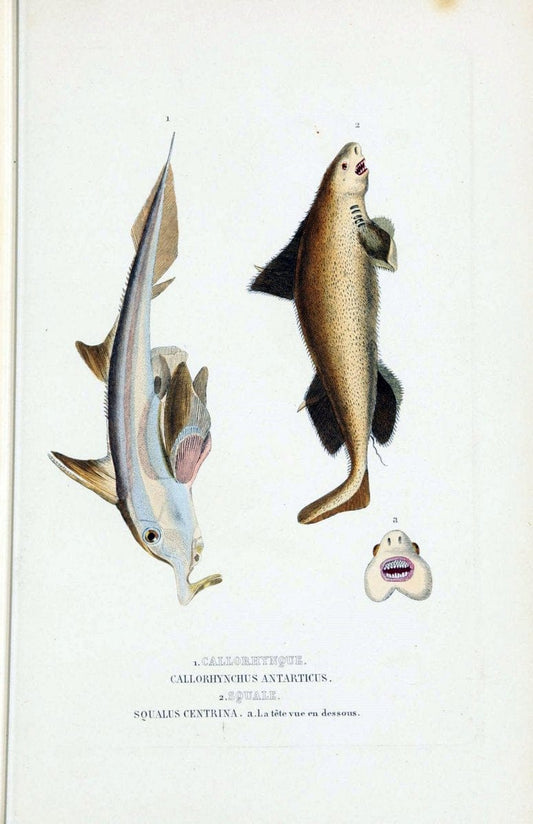 Dictionnaire classique des sciences naturelles :.Brussels :Meline, Cans et Ce.,1853.. |  | Vintage Print Reproduction 469397