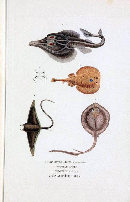 Dictionnaire classique des sciences naturelles :.Brussels :Meline, Cans et Ce.,1853.. |  | Vintage Print Reproduction 469398
