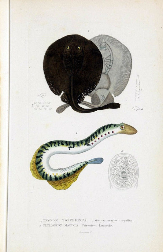 Dictionnaire classique des sciences naturelles :.Brussels :Meline, Cans et Ce.,1853.. |  | Vintage Print Reproduction 469399