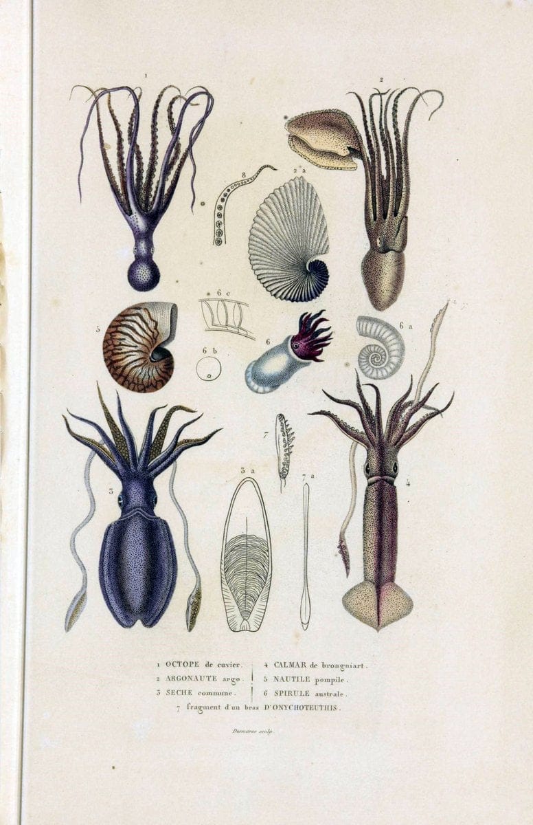 Dictionnaire classique des sciences naturelles :.Brussels :Meline, Cans et Ce.,1853.. |  | Vintage Print Reproduction 469400