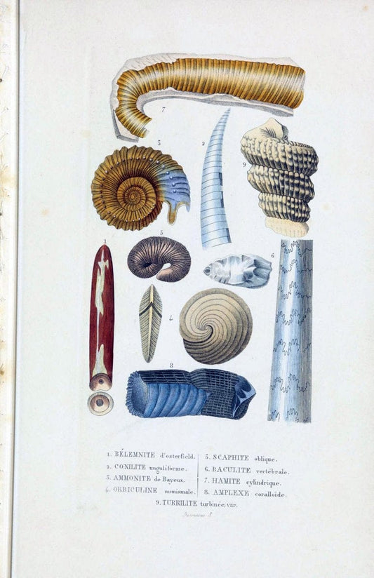 Dictionnaire classique des sciences naturelles :.Brussels :Meline, Cans et Ce.,1853.. |  | Vintage Print Reproduction 469401