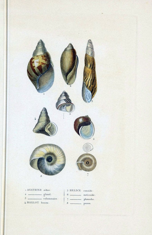 Dictionnaire classique des sciences naturelles :.Brussels :Meline, Cans et Ce.,1853.. |  | Vintage Print Reproduction 469402
