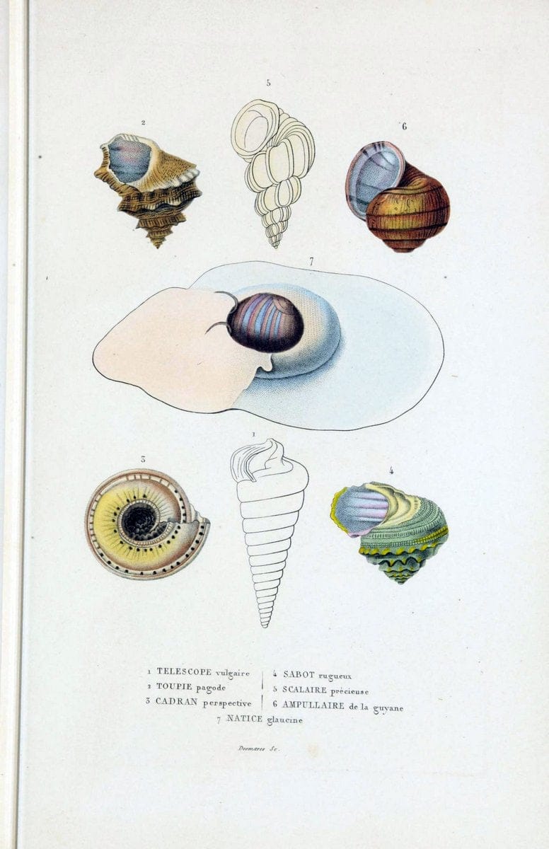 Dictionnaire classique des sciences naturelles :.Brussels :Meline, Cans et Ce.,1853.. |  | Vintage Print Reproduction 469403